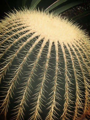 Natur pur