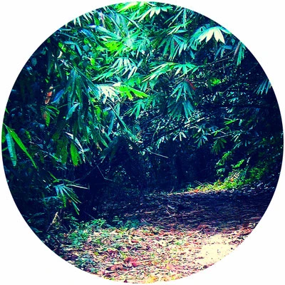 Khao Lak, Dschungel