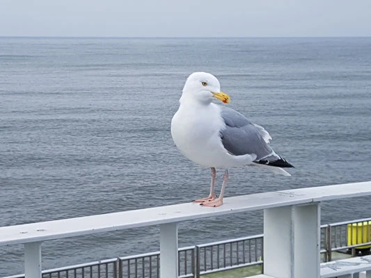 Möwe