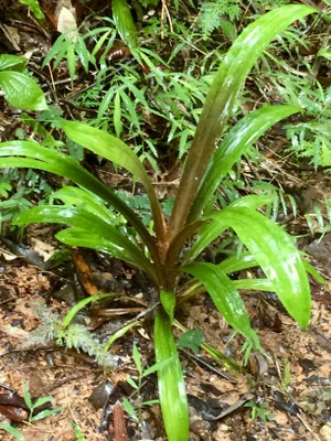 Thailand, tropische Pflanzen