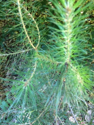 Nadelbaum