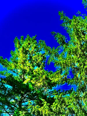 Natur pur