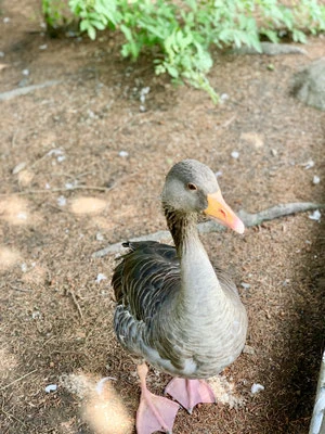 Tierpark Hirschfeld