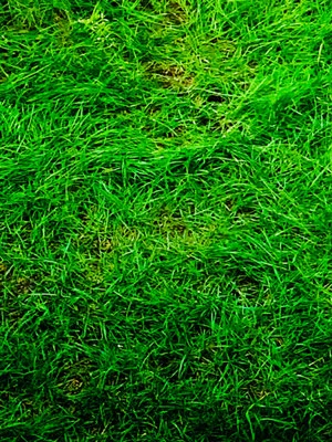 Natur pur
