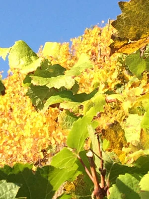Weinreben