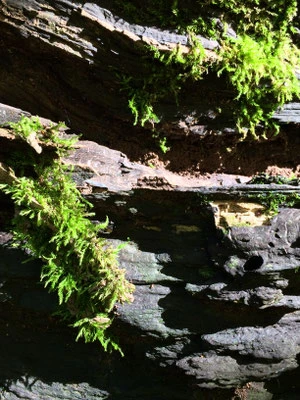 Natur pur
