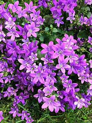 Blütenpracht im Großen Garten