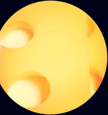 Käse