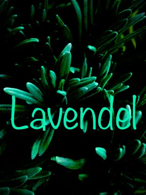 Lavendel