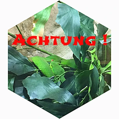 Schlange