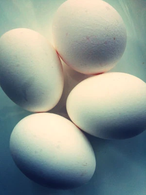 Eier