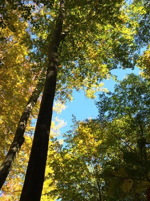Dresdner Heide