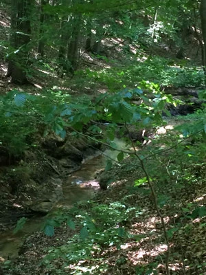 Natureindrücke, Wald