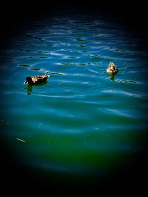 ein Paradies für Enten