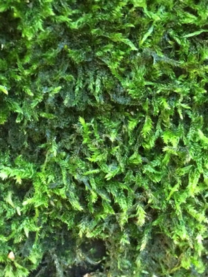 Wald, Moos