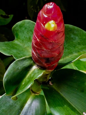 Kuba Natur pur