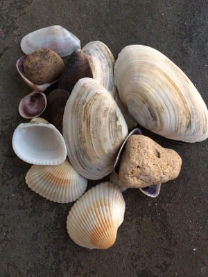Strandgut 