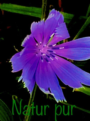 Natur pur