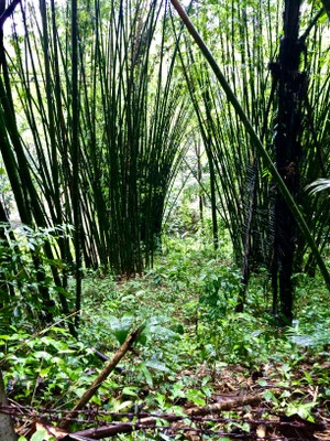 Khao-Sok-Nationalpark