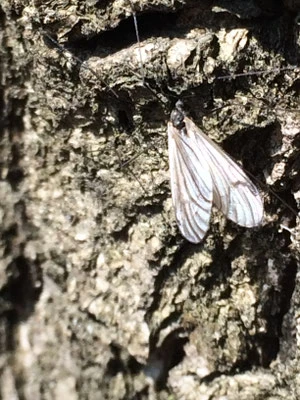 Insekten im Wald