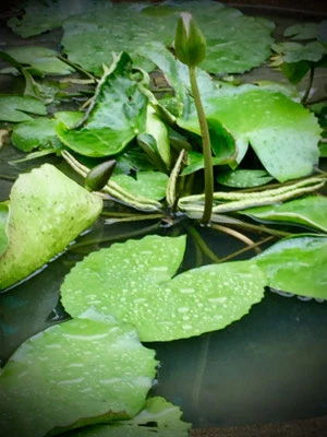Wasserpflanze