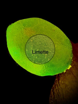 Limette
