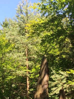 Natureindrücke, Wald