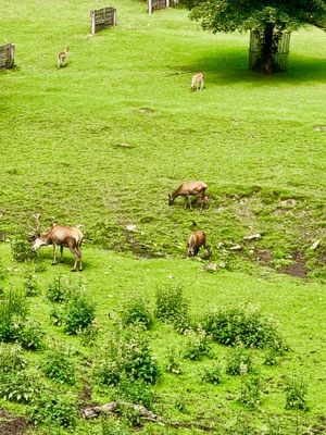 Tierpark Hirschfeld