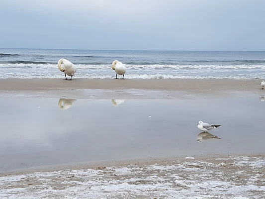 Strand, Kolberg
