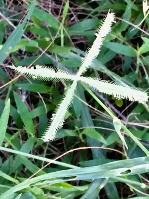 Natur pur