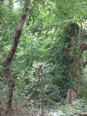 Naturschutzgebiet Baltata