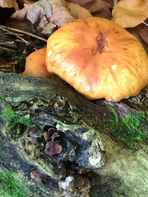 Natur pur