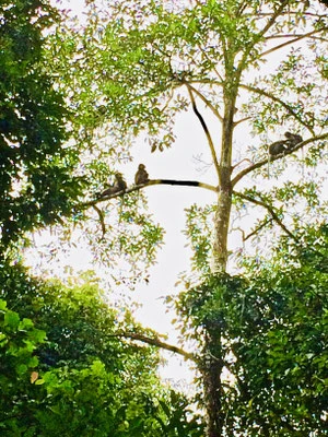Khao-Sok-Nationalpark, Tierbeobachtung
