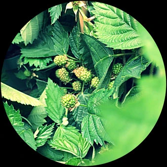 Brombeerpflanze