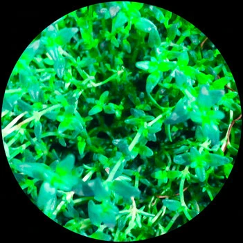 Thymian