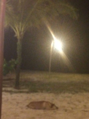 Blick zum Strand