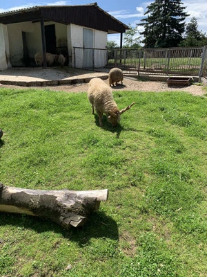 Tierpark Hirschfeld