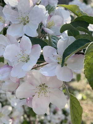 Frühling in Paris